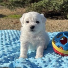 MINI ��lek bichon frize �t��ata na prodej.