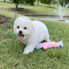 �t��ata bichon frize na prodej o�kovan� a od�erven�.