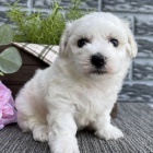 samci a samice bichon frize �t��ata na prodej o�kovan� a od�erven�.