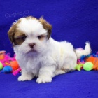 SHIH TZU �t��ata