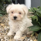 roztomil� maltsk� �t��ata a samice na prodej.