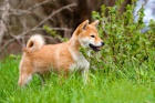 d�ti shiba inu
