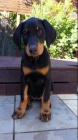 velkolep� doberman