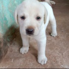 labradorsk� �t��ata