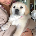 labradorsk� �t��ata