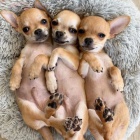 �t��ata �ivavy