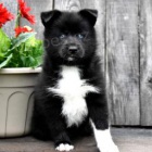 Na�echran� Pomsky