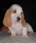 K dispozici jsou roztomil ttka Basset hound