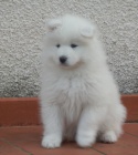 Milujc tata Samoyed k adopci