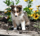 Shetlandsk� ov��k �t��ata k adopci.