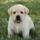 Zdrav� a kr�sn� �t��ata labradorsk�ho retr�vra na prodej.