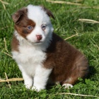 od�erven� a o�kovan� �t��ata australsk�ho ov��ka na prodej.