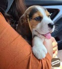 Beagle �t��ata k dispozici