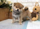 shiba inu ��asn�. )