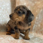 �t��ata jezev��k� k dispozici