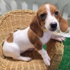 �t��ata jezev��k� na prodej