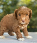 krsn tn goldendoodle k adopci