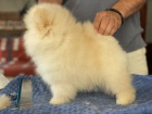 Pomeranian �t�n�
