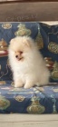 Pomeranian �t�n�