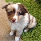 nejroztomilej�� australsk� ov��k