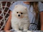 Pomeranian �ena 10 t�dn�
