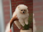 Pomeranian �ena 10 t�dn�