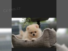 Pomeranian �ena 10 t�dn�