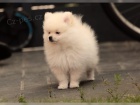 Pomeranian �ena 10 t�dn�