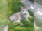 �t��ata sibi�sk�ho huskyho s rodokmenem