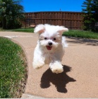 �t���tka rozko�n�ch pudl� jsou p�ipravena k adopci