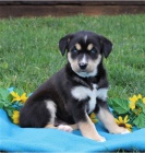 Sibi�sk� husky jsou p�ipraveny k adopci.