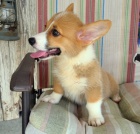 �t��ata Welsh Corgi Pembroke jsou p�ipravena k adopci.