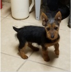 Australsk� teri�r �t��ata jsou p�ipravena k adopci a nov�m rodin�m.