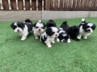 Roztomil tata Shih Tzu k adopci