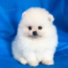 b�l� kr�sn� �t��ata pomeranian na prodej. Jsou o�kovan� a od�erven�.