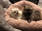 Pomeranian �t��ata na prodej. Jsou o�kovan� a od�erven�.