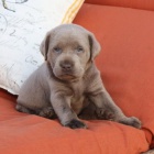 Prod�m �t��ata labradorsk�ho retr�vra / Prod�m �t��ata labradorsk�ho retr�vra.