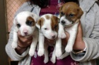 prodej n�dhern�ch a zdrav�ch �t��at jack russell. �t���tka jsou o�kovan�, od�erven� a p�ipraven� j�t do sv� nov� rodiny a domova.