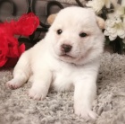 b�l� kr�sn� �t��ata shiba inu na prodej. �t���tka jsou o�kovan�, od�erven� a p�ipraven� j�t do sv� nov� rodiny a domova.