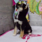 prodej �t��at shiba inu. �t���tka jsou o�kovan�, od�erven� a p�ipraven� j�t do sv� nov� rodiny a domova.