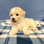 bi�onka-bi�onka-�t��ata bi�onka.