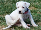 dogo argentino. Mme nkolik okovanch a odervench vrh tat argentinskho doga.