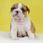 �t��ata anglick�ho buldoka na prodej o�kovan� a od�erven�.