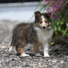 shetlandsk�ho ov��ka