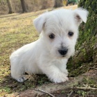 Prodm krsn tata West Highland White Terrier.