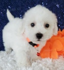 �t��ata Bichon Frise jsou k dispozici a p�ipravena k prodeji.