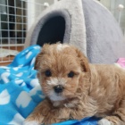  Rozko�n� �t���tka Maltipoo na prodej