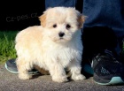 Rozko�n� �t���tka Maltipoo na prodej
