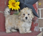 Rozko�n� �t���tka Maltipoo na prodej