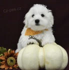 Rozko�n� �t���tka Maltipoo na prodej